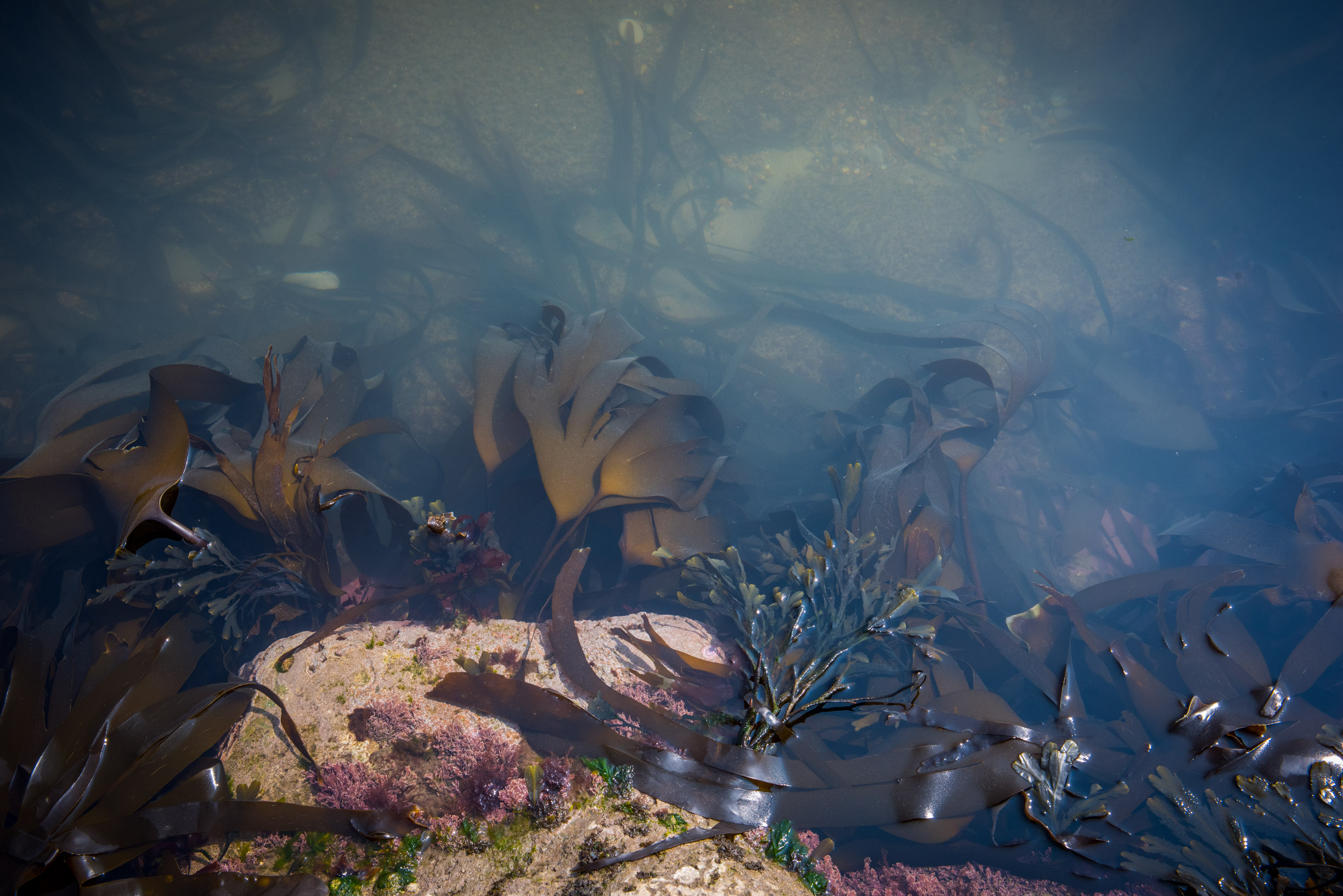Kelp Forests Stronger Shores Kelp Forests Stronger Shores