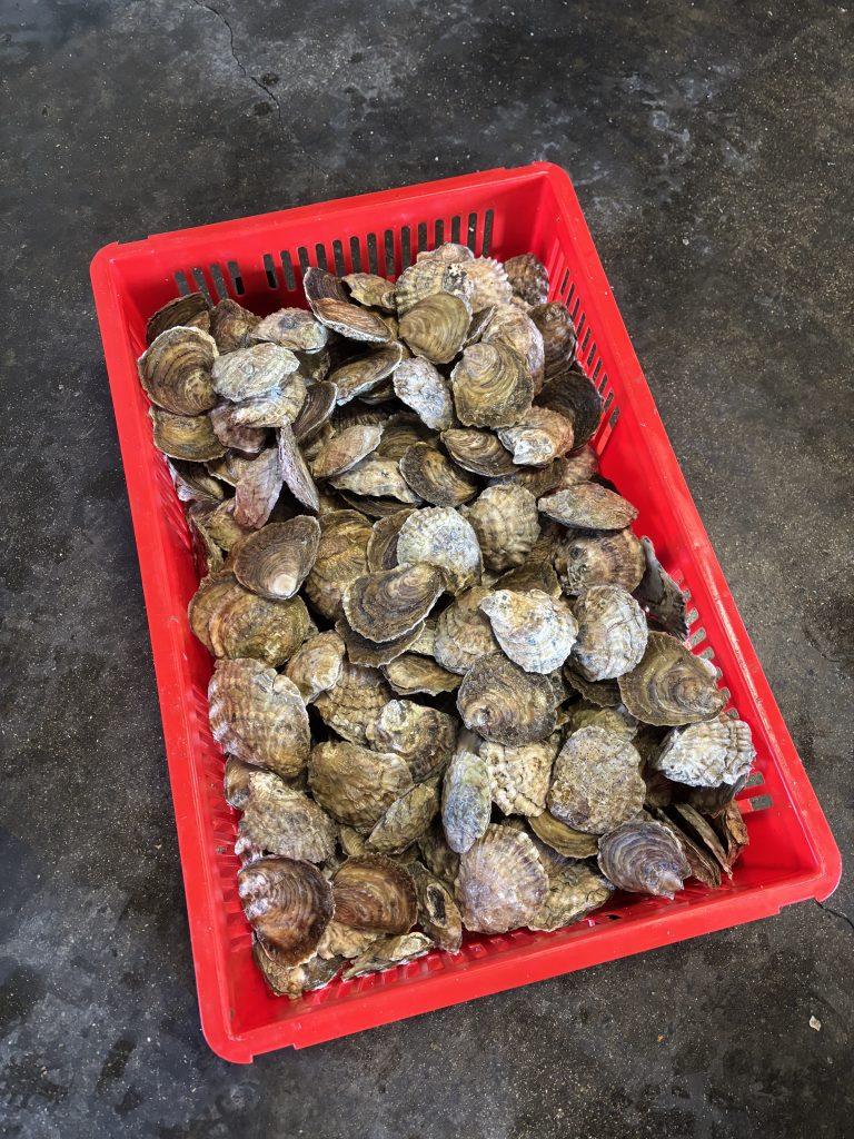 A crate of freshly cleaned oysters 
